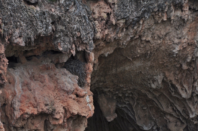 travertine and osprey nest